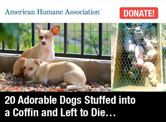 20-Adorable-Dogs-Stuffed-into-a-Coffin