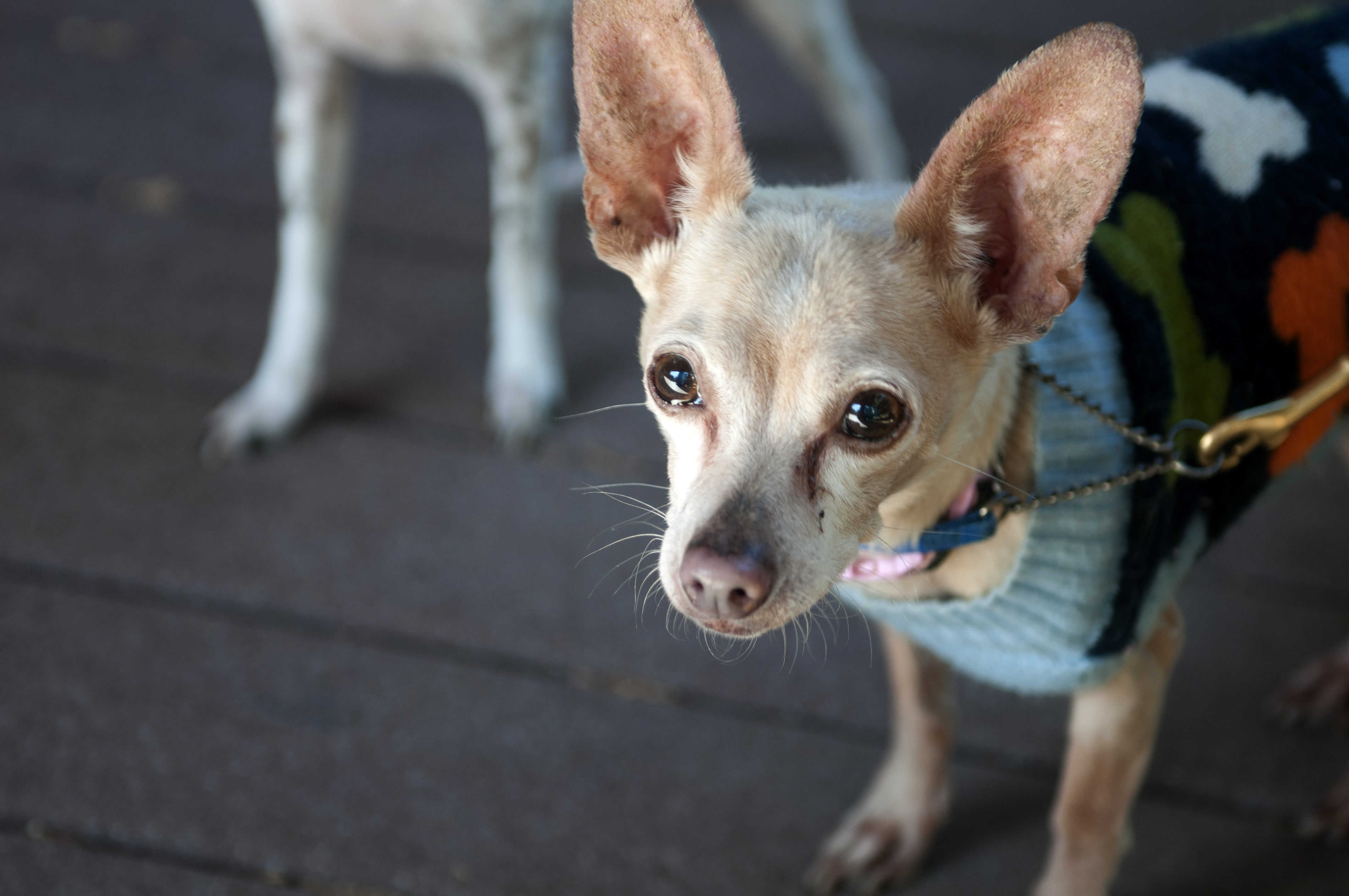 Goldie up for adoption