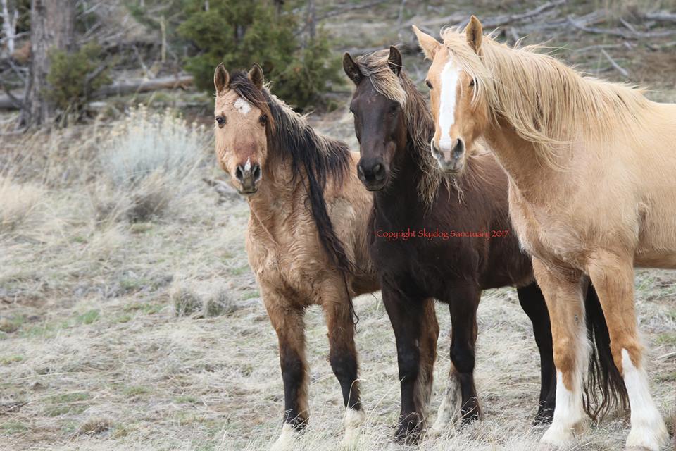 sky dog sanctuary pic